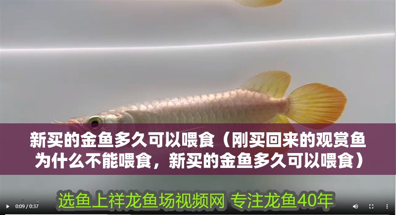 新買的金魚多久可以喂食（剛買回來的觀賞魚為什么不能喂食，新買的金魚多久可以喂食）