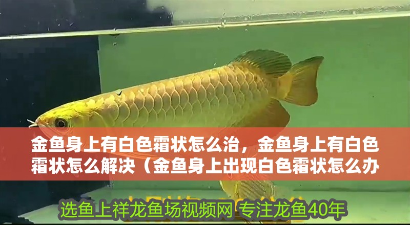 金魚身上有白色霜狀怎么治，金魚身上有白色霜狀怎么解決（金魚身上出現白色霜狀怎么辦）