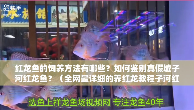 紅龍魚的飼養(yǎng)方法有哪些？如何鑒別真假城子河紅龍魚？（全網(wǎng)最詳細的養(yǎng)紅龍教程子河紅龍魚的飼養(yǎng)方法有哪些）