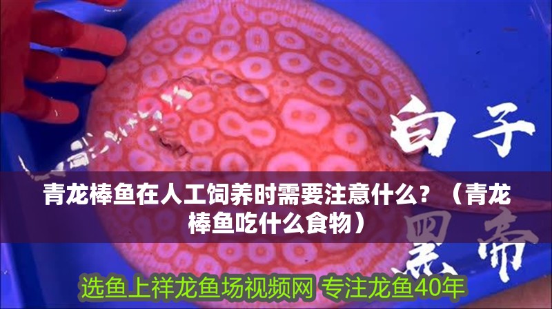 青龍棒魚(yú)在人工飼養(yǎng)時(shí)需要注意什么？（青龍棒魚(yú)吃什么食物）