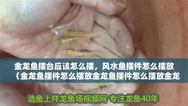 金龍魚擺臺應該怎么擺，風水魚擺件怎么擺放（金龍魚擺件怎么擺放金龍魚擺件怎么擺放金龍魚擺件）