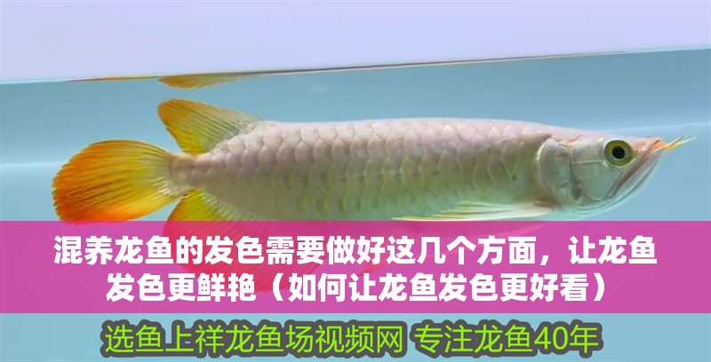 混養龍魚的發色需要做好這幾個方面，讓龍魚發色更鮮艷（如何讓龍魚發色更好看）