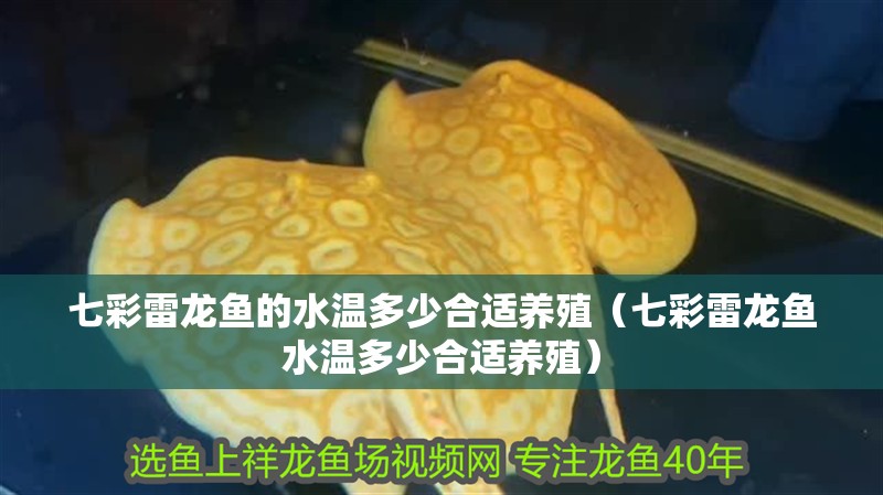 七彩雷龍魚的水溫多少合適養殖（七彩雷龍魚水溫多少合適養殖）