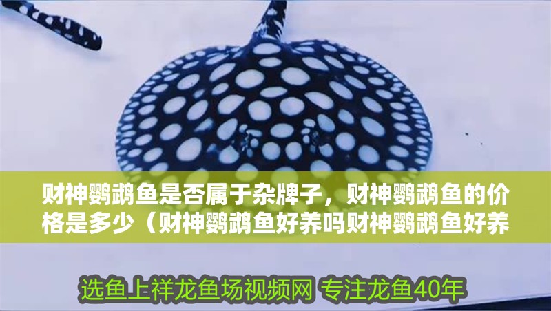 財(cái)神鸚鵡魚(yú)是否屬于雜牌子，財(cái)神鸚鵡魚(yú)的價(jià)格是多少（財(cái)神鸚鵡魚(yú)好養(yǎng)嗎財(cái)神鸚鵡魚(yú)好養(yǎng)嗎財(cái)神鸚鵡魚(yú)好養(yǎng)嗎）