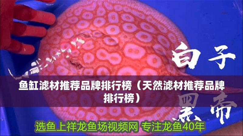 魚缸濾材推薦品牌排行榜（天然濾材推薦品牌排行榜）