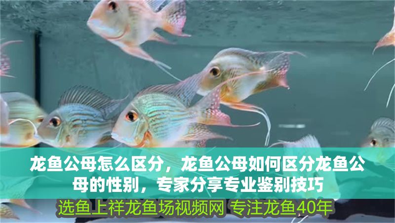 龍魚(yú)公母怎么區(qū)分，龍魚(yú)公母如何區(qū)分龍魚(yú)公母的性別，專(zhuān)家分享專(zhuān)業(yè)鑒別技巧