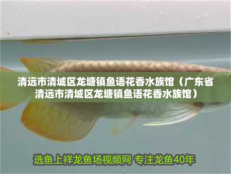 清遠市清城區龍塘鎮魚語花香水族館（廣東省清遠市清城區龍塘鎮魚語花香水族館）