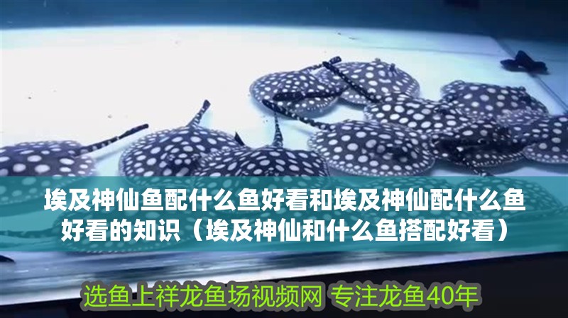 埃及神仙魚配什么魚好看和埃及神仙配什么魚好看的知識（埃及神仙和什么魚搭配好看）