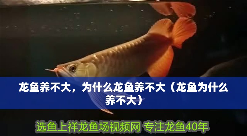 龍魚養不大，為什么龍魚養不大（龍魚為什么養不大）