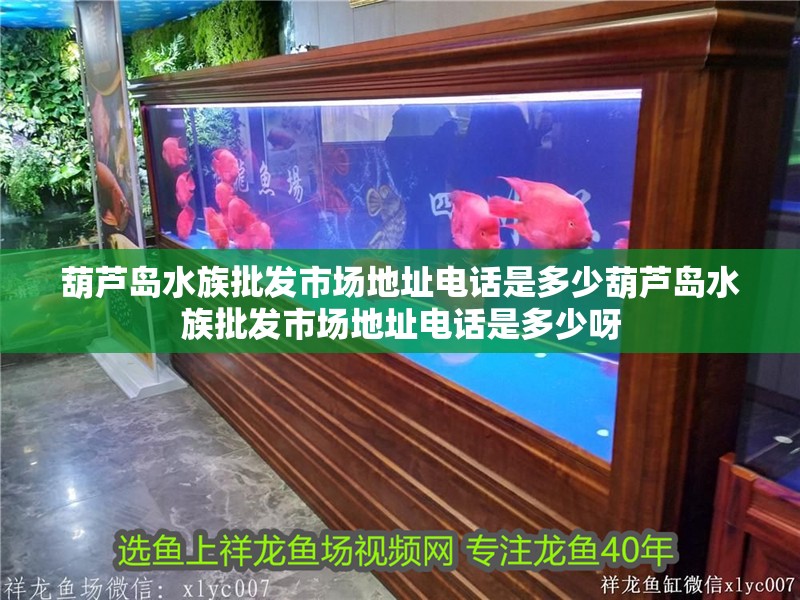 葫蘆島水族批發市場地址電話是多少葫蘆島水族批發市場地址電話是多少呀