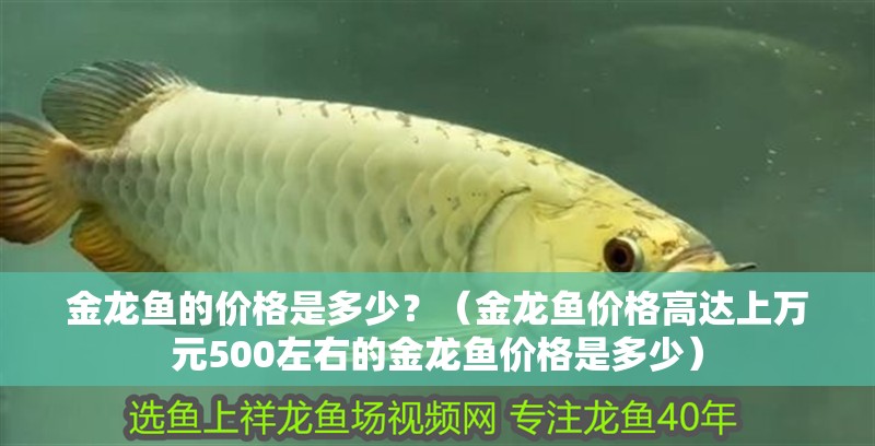 金龍魚的價格是多少？（金龍魚價格高達上萬元500左右的金龍魚價格是多少）