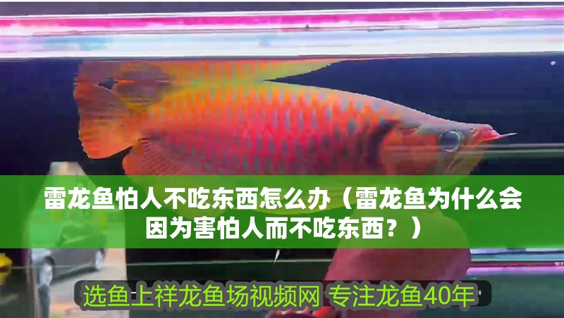 雷龍魚(yú)怕人不吃東西怎么辦（雷龍魚(yú)為什么會(huì)因?yàn)楹ε氯硕怀詵|西？）