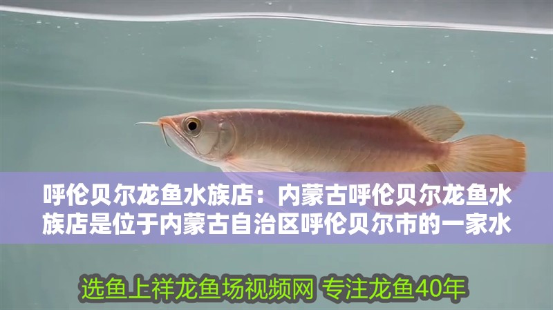 呼倫貝爾龍魚水族店：內蒙古呼倫貝爾龍魚水族店是位于內蒙古自治區呼倫貝爾市的一家水族店
