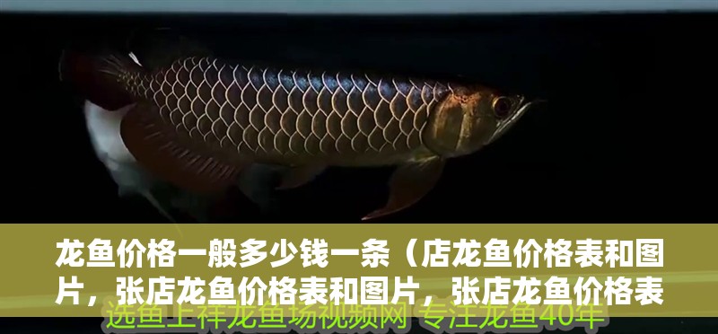 龍魚(yú)價(jià)格一般多少錢一條（店龍魚(yú)價(jià)格表和圖片，張店龍魚(yú)價(jià)格表和圖片，張店龍魚(yú)價(jià)格表）