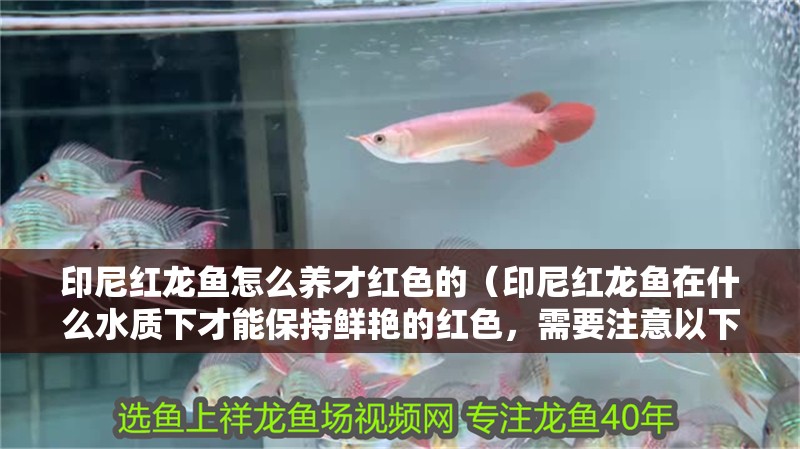 印尼紅龍魚怎么養才紅色的（印尼紅龍魚在什么水質下才能保持鮮艷的紅色，需要注意以下幾個方面）