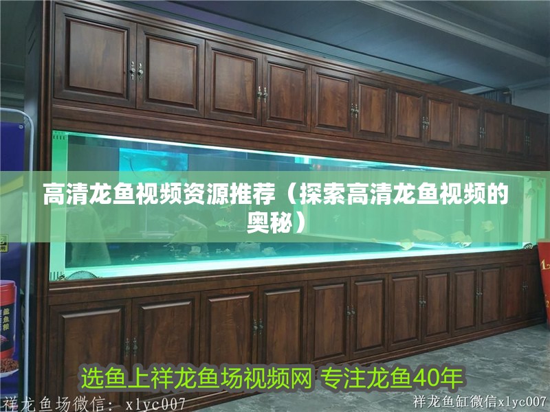 高清龍魚視頻資源推薦（探索高清龍魚視頻的奧秘）