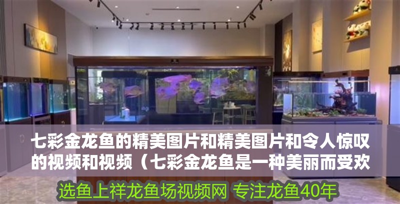 七彩金龍魚的精美圖片和精美圖片和令人驚嘆的視頻和視頻（七彩金龍魚是一種美麗而受歡迎的觀賞魚類） 七彩金龍魚的精美圖片和精美圖片和令人驚嘆的視頻和視頻（七彩金龍魚是一種美麗而受歡迎的觀賞魚類） 觀賞魚百科 第2張