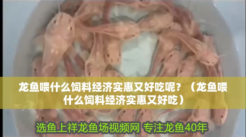 龍魚喂什么飼料經(jīng)濟(jì)實(shí)惠又好吃呢？（龍魚喂什么飼料經(jīng)濟(jì)實(shí)惠又好吃）
