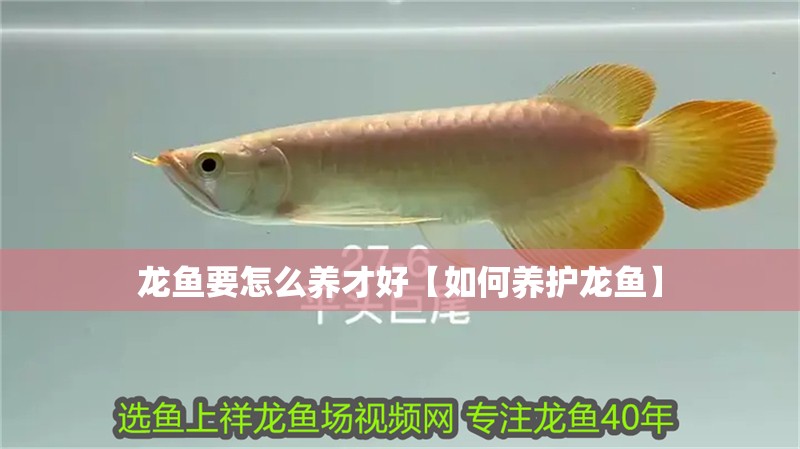 龍魚要怎么養才好【如何養護龍魚】