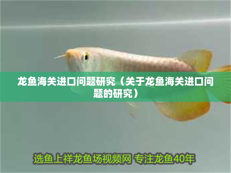 龍魚海關進口問題研究（關于龍魚海關進口問題的研究）