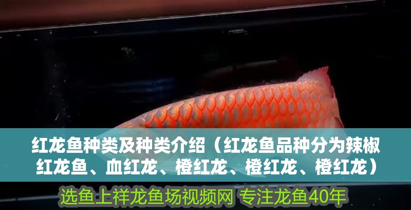 紅龍魚種類及種類介紹（紅龍魚品種分為辣椒紅龍魚、血紅龍、橙紅龍、橙紅龍、橙紅龍）