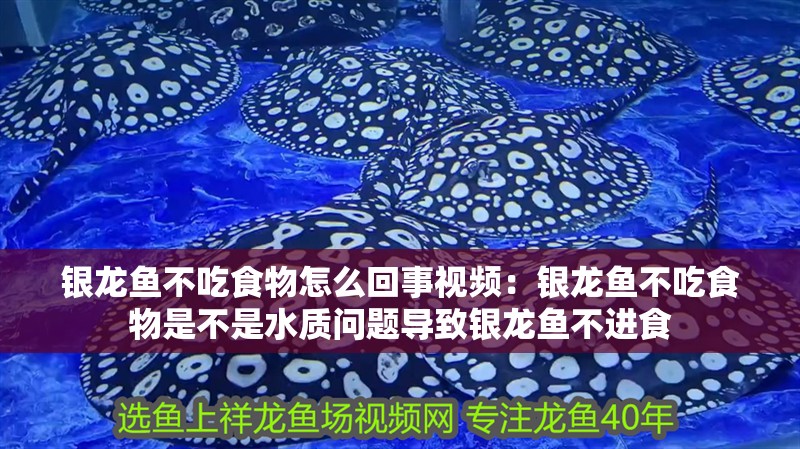 銀龍魚不吃食物怎么回事視頻：銀龍魚不吃食物是不是水質(zhì)問題導(dǎo)致銀龍魚不進(jìn)食