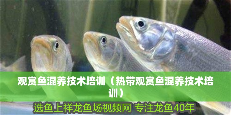 觀賞魚混養技術培訓（熱帶觀賞魚混養技術培訓）