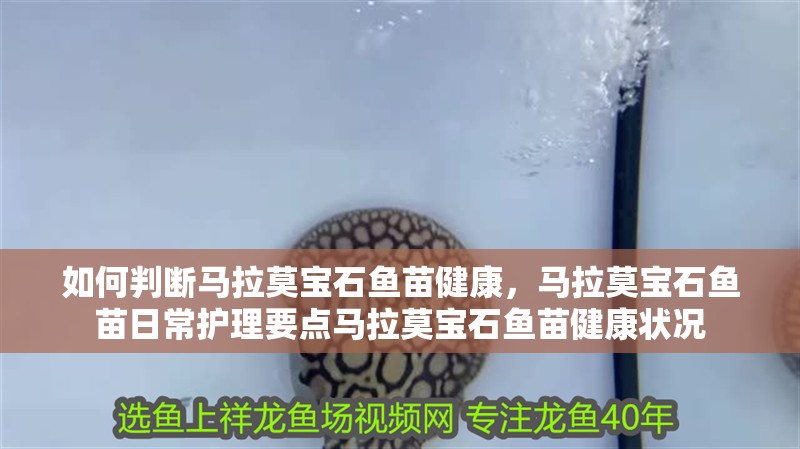 如何判斷馬拉莫寶石魚苗健康，馬拉莫寶石魚苗日常護理要點馬拉莫寶石魚苗健康狀況