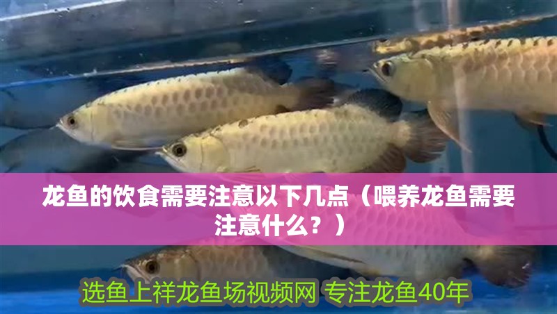 龍魚的飲食需要注意以下幾點（喂養龍魚需要注意什么？）