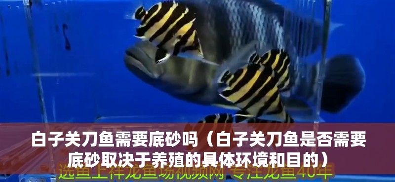 白子關刀魚需要底砂嗎（白子關刀魚是否需要底砂取決于養殖的具體環境和目的）