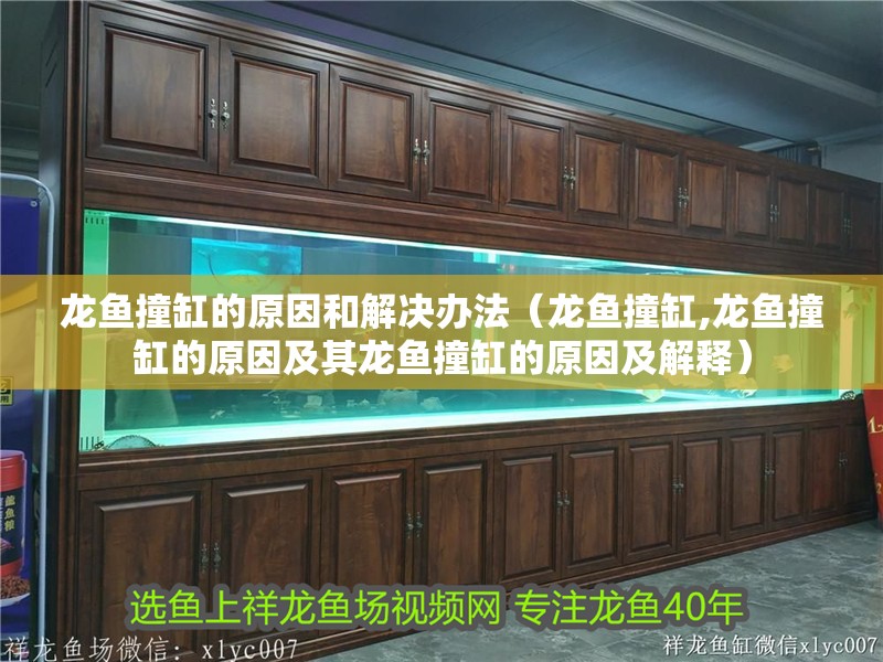 龍魚撞缸的原因和解決辦法（龍魚撞缸,龍魚撞缸的原因及其龍魚撞缸的原因及解釋）