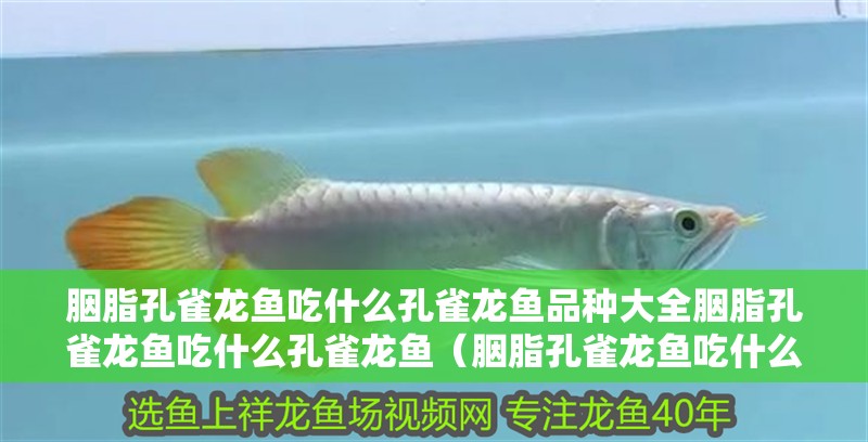 胭脂孔雀龍魚吃什么孔雀龍魚品種大全胭脂孔雀龍魚吃什么孔雀龍魚（胭脂孔雀龍魚吃什么）