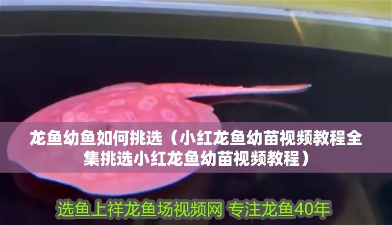 龍魚幼魚如何挑選（小紅龍魚幼苗視頻教程全集挑選小紅龍魚幼苗視頻教程）