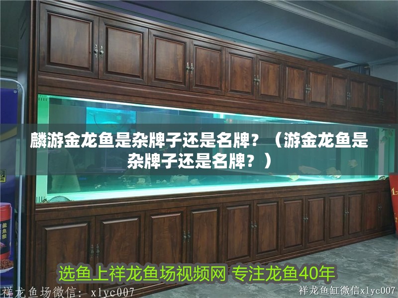 麟游金龍魚是雜牌子還是名牌？（游金龍魚是雜牌子還是名牌？）