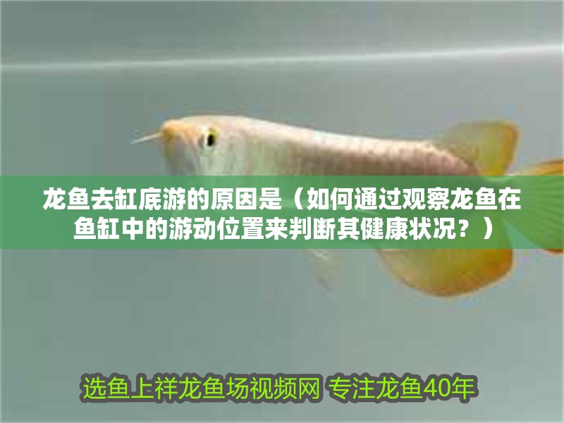龍魚去缸底游的原因是（如何通過觀察龍魚在魚缸中的游動位置來判斷其健康狀況？）