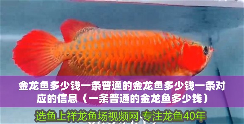 金龍魚多少錢一條普通的金龍魚多少錢一條對應的信息（一條普通的金龍魚多少錢）