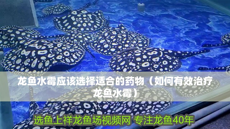 龍魚(yú)水霉應(yīng)該選擇適合的藥物(如何有效治療龍魚(yú)水霉) 觀賞魚(yú)百科 第2張 龍魚(yú)水霉應(yīng)該選擇適合的藥物(如何有效治療龍魚(yú)水霉) 龍魚(yú)水霉應(yīng)該選擇適合的藥物(如何有效治療龍魚(yú)水霉) 觀賞魚(yú)百科 第2張