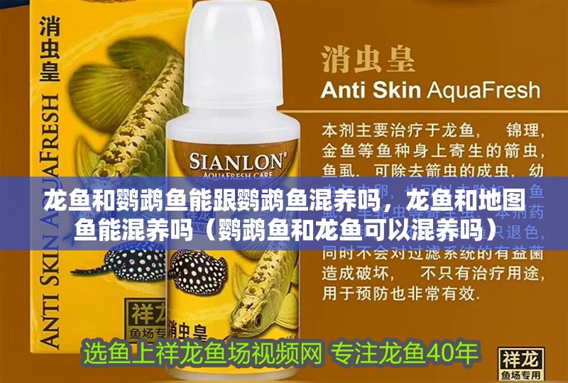 龍魚和鸚鵡魚能跟鸚鵡魚混養嗎，龍魚和地圖魚能混養嗎（鸚鵡魚和龍魚可以混養嗎）