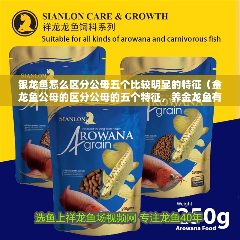銀龍魚怎么區分公母五個比較明顯的特征（金龍魚公母的區分公母的五個特征，養金龍魚有什么講究）