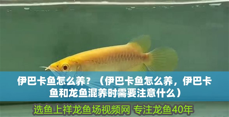 伊巴卡魚怎么養？（伊巴卡魚怎么養，伊巴卡魚和龍魚混養時需要注意什么）