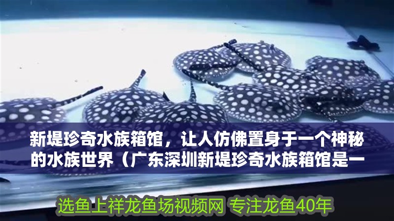 新堤珍奇水族箱館，讓人仿佛置身于一個神秘的水族世界（廣東深圳新堤珍奇水族箱館是一家以展示各種珍奇水族為主的水下世界）