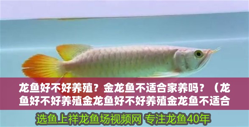 龍魚好不好養殖？金龍魚不適合家養嗎？（龍魚好不好養殖金龍魚好不好養殖金龍魚不適合家養嗎）