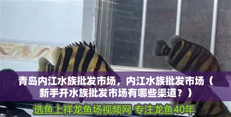 青島內江水族批發市場，內江水族批發市場（新手開水族批發市場有哪些渠道？）