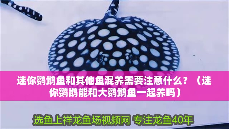迷你鸚鵡魚和其他魚混養(yǎng)需要注意什么？（迷你鸚鵡能和大鸚鵡魚一起養(yǎng)嗎）