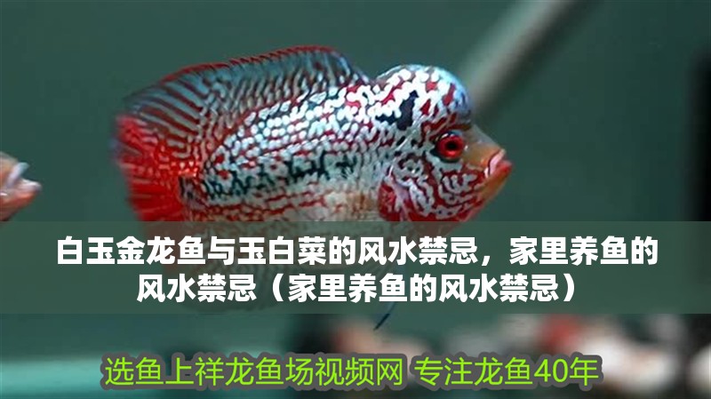 <strong><mark>白玉</mark></strong>金龍魚與玉白菜的風水禁忌，家里養魚的風水禁忌（家里養魚的風水禁忌）