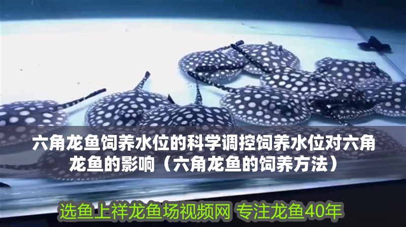 六角龍魚飼養水位的科學調控飼養水位對六角龍魚的影響（六角龍魚的飼養方法）