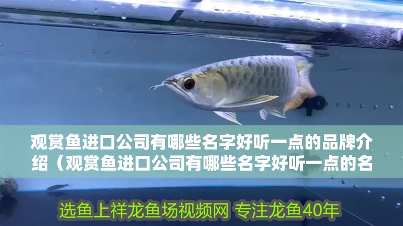觀賞魚進(jìn)口公司有哪些名字好聽一點的品牌介紹（觀賞魚進(jìn)口公司有哪些名字好聽一點的名字好聽一點的品牌介紹）