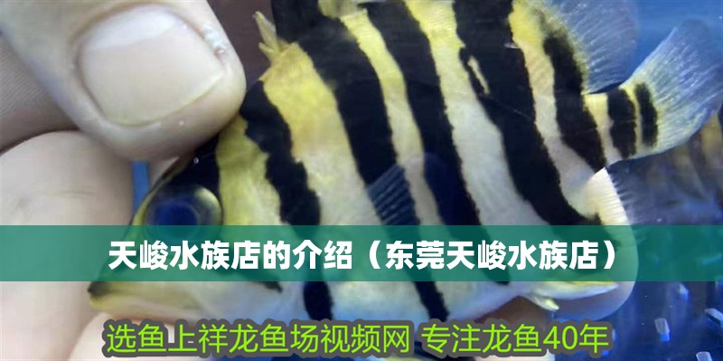 天峻水族店的介紹（東莞天峻水族店）