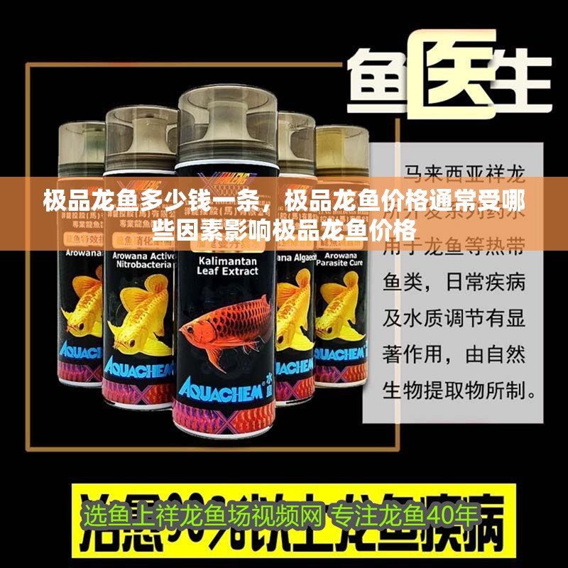 極品龍魚多少錢一條，極品龍魚價(jià)格通常受哪些因素影響極品龍魚價(jià)格