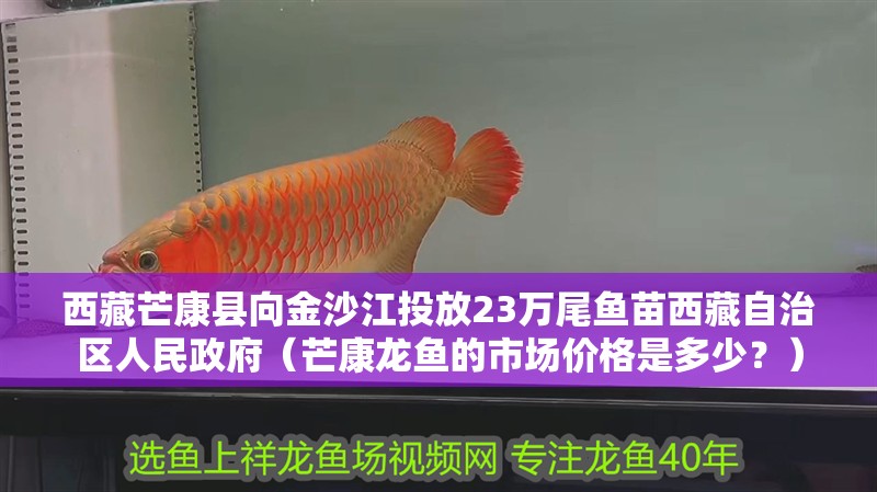 西藏芒康縣向金沙江投放23萬尾魚苗西藏自治區人民政府（芒康龍魚的市場價格是多少？）